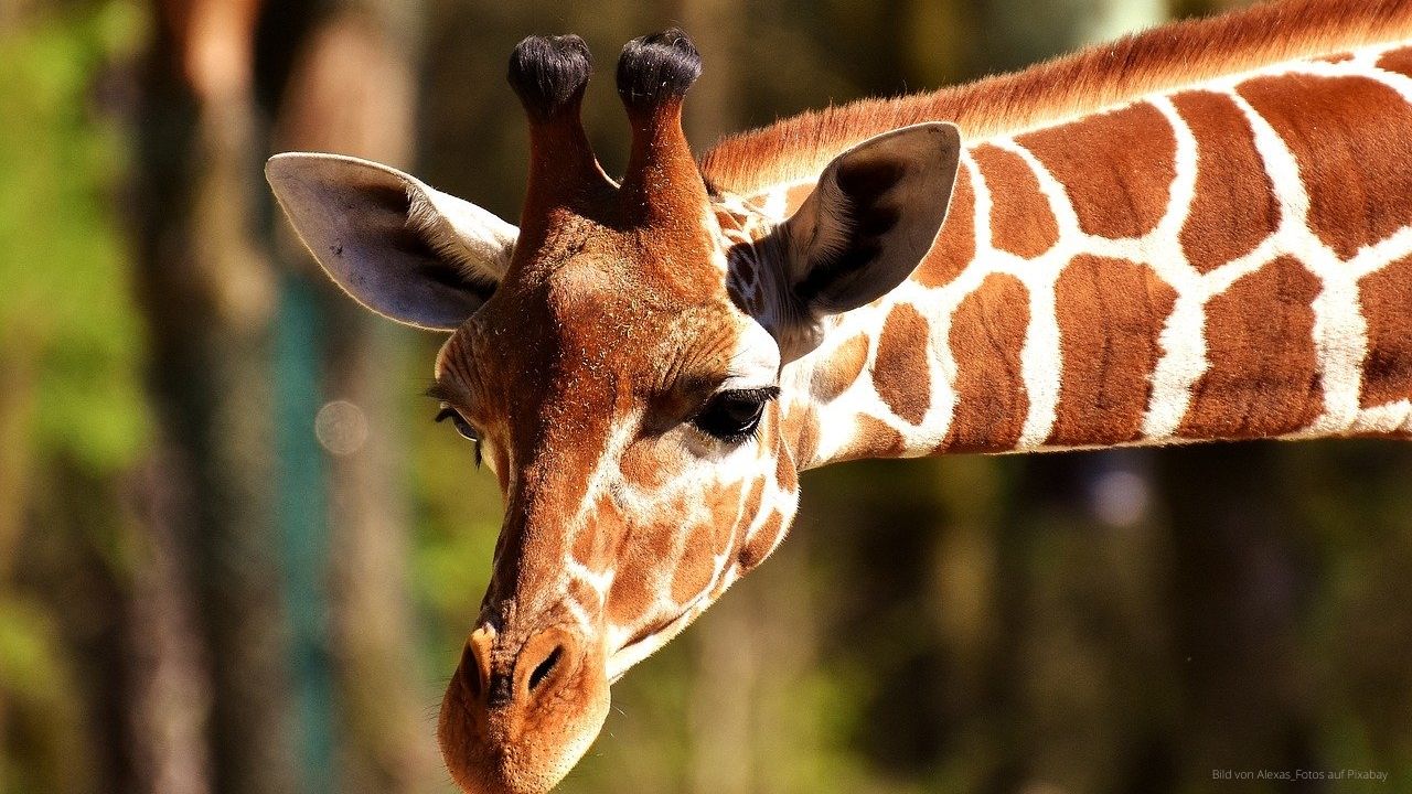 Zoobesuch in Berlin und Giraffe besuchen.